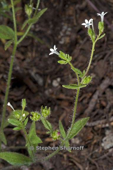 allophyllum integrifolium 1 graphic